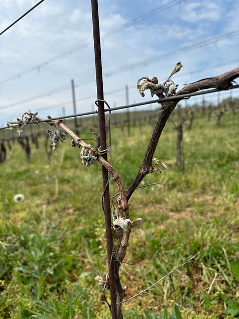 Three photos show withered shoots damaged by frost in a Maryland vineyard.
