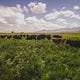 This Week In Regenerative Agriculture