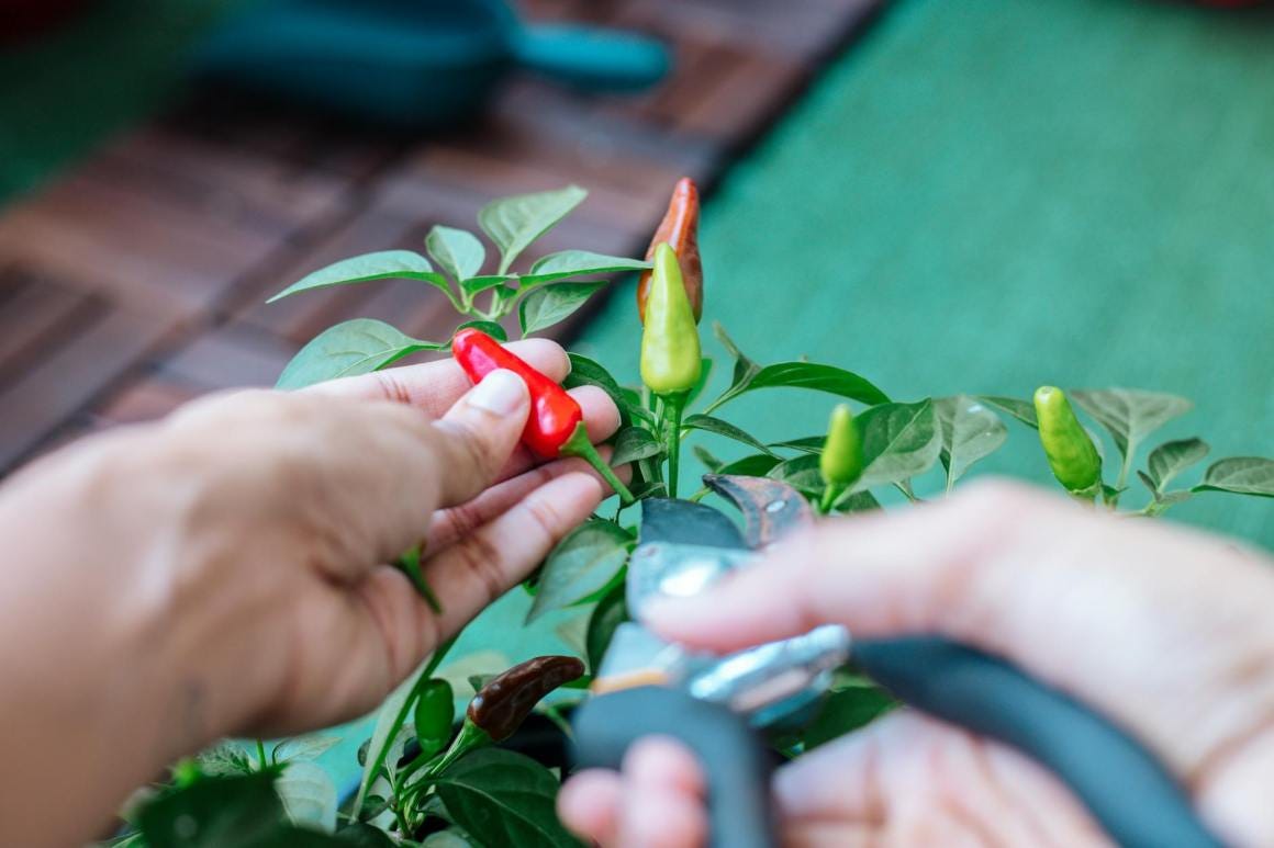 person harvesting chilies using pruning shears