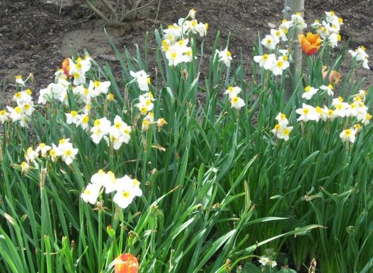 Daffodils and tulips