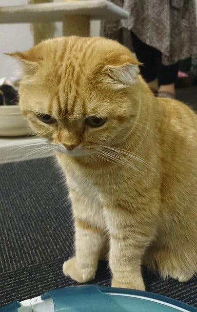 Sad Cat Sad Cat