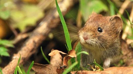 British Field Vole in grass British Field Vole in grass