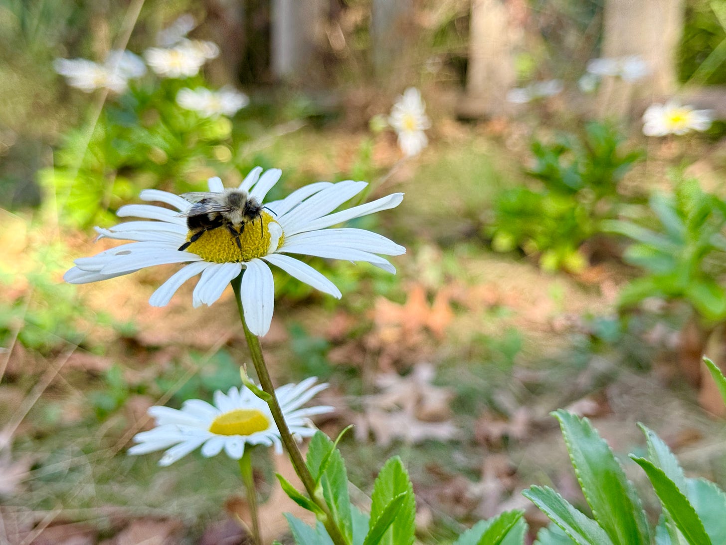 These Montauk daisies (Nipponanthemum nipponicum) have been providing nice green foliage all summer and are just blooming now. 
