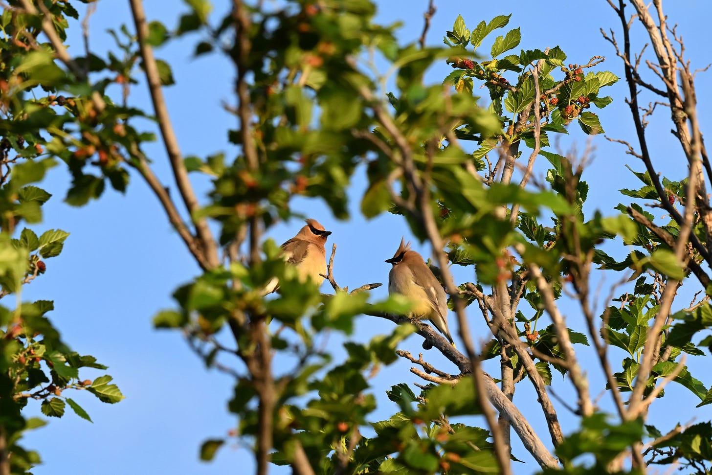 Two cedar waxwings perched in a tree, facing each other as though chatting