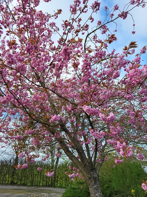 Six pictures showing cherry blossom, plants with dead leaves and new growth, first leaves from newly planted trees, and flowers on shrubs