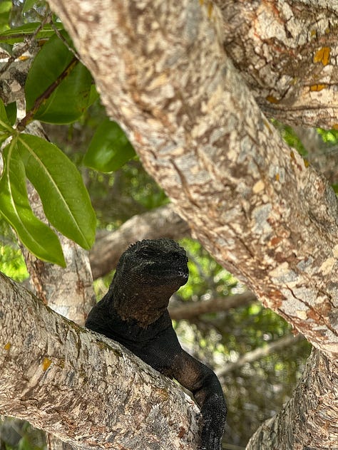 Animal pictures from the Galapagos