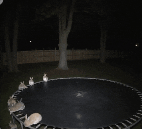 a bunch of rabbits are jumping on a trampoline