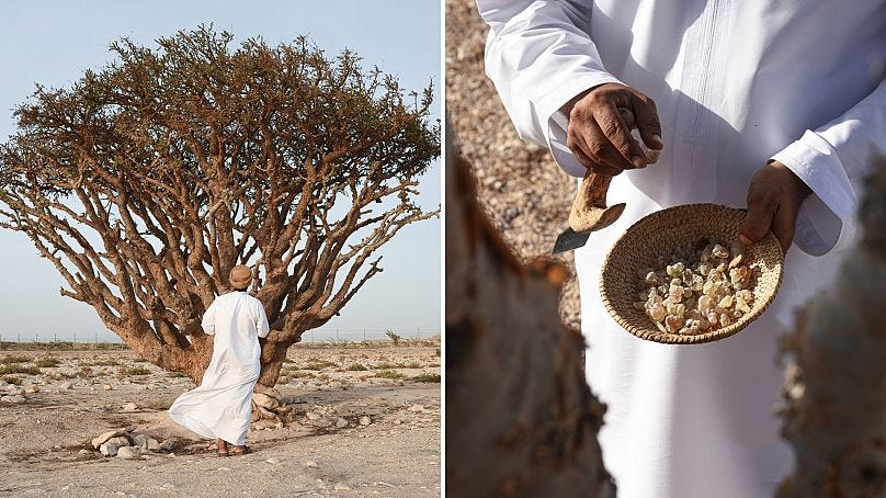 Frankincense: I uncovered the story behind the traditional Christmas scent on a trip to Oman | Euronews Frankincense: I uncovered the story behind the traditional Christmas scent on a trip to Oman | Euronews