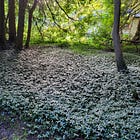 Cobblestone & Periwinkle: 130-Year-Old Cottage Highlights Legacy of Invasive Plants