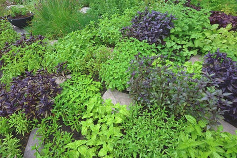 varieties of basil growing in an herb garden