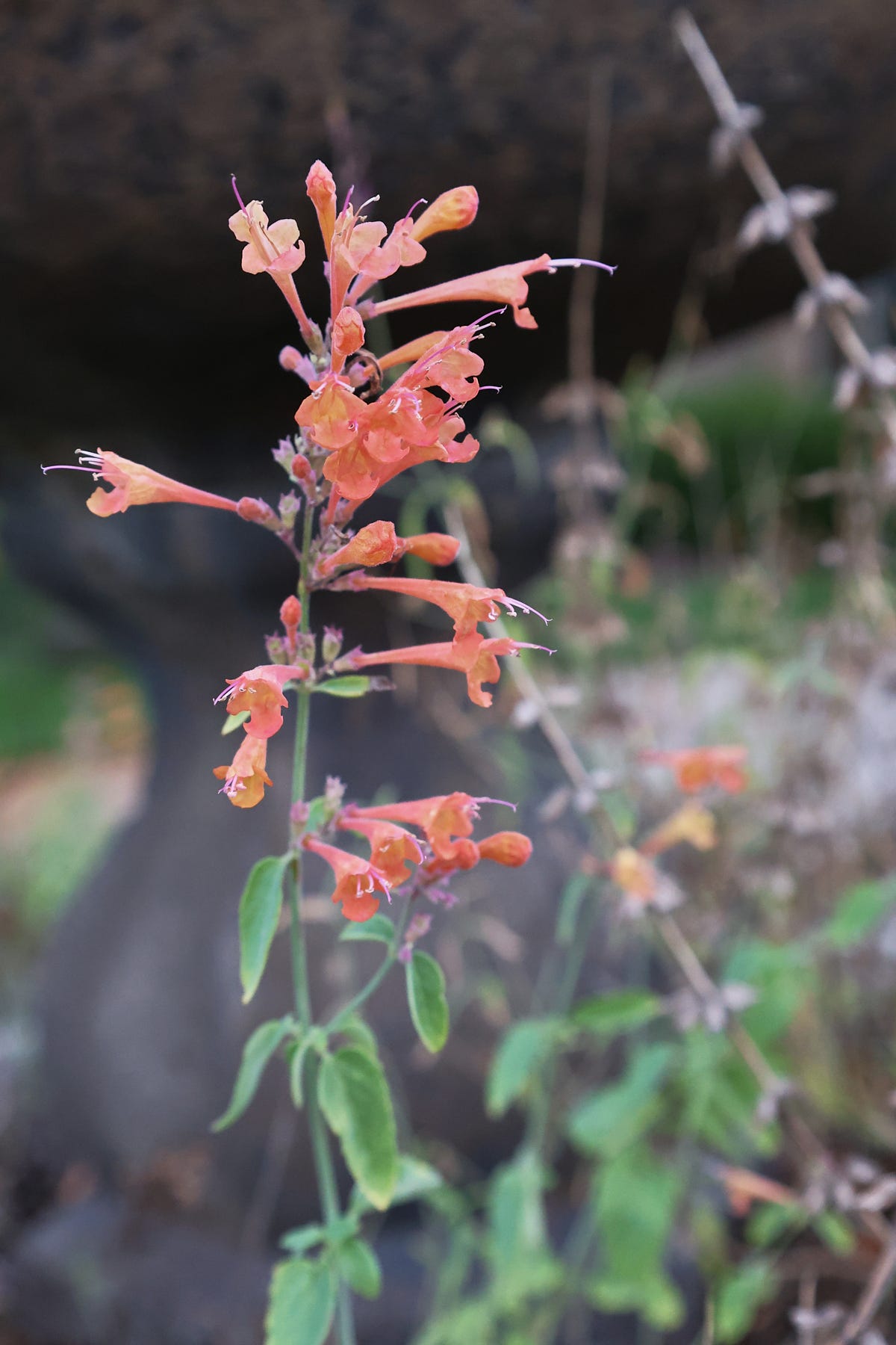 apricot sprite agastache plants apricot sprite agastache plants