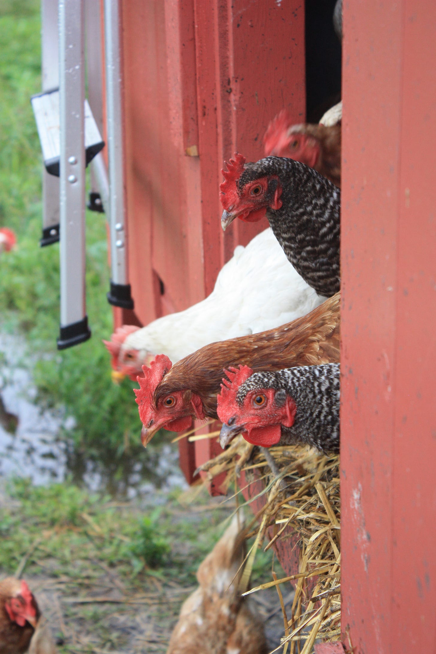 Hens exiting the Summer Cottage at GFF