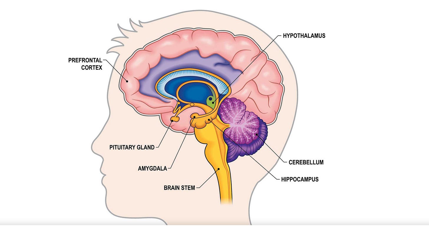 BRAIN ANATOMY AND FUNCTION — NEUROSCIENCE | Discover Neuroscience Insights – Learn More Now — PSYCHSTORY BRAIN ANATOMY AND FUNCTION — NEUROSCIENCE | Discover Neuroscience Insights – Learn More Now — PSYCHSTORY