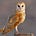 Barn Owl Research