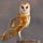 Barn Owl Research