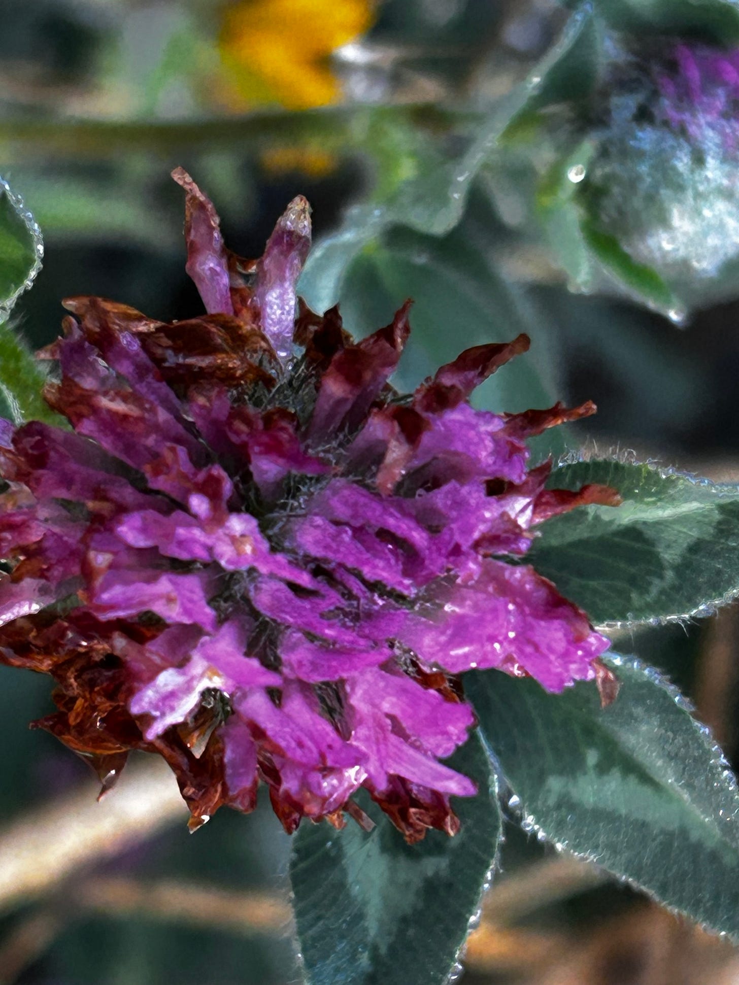 A close-up of a purple owl's head clover wet with morning dew