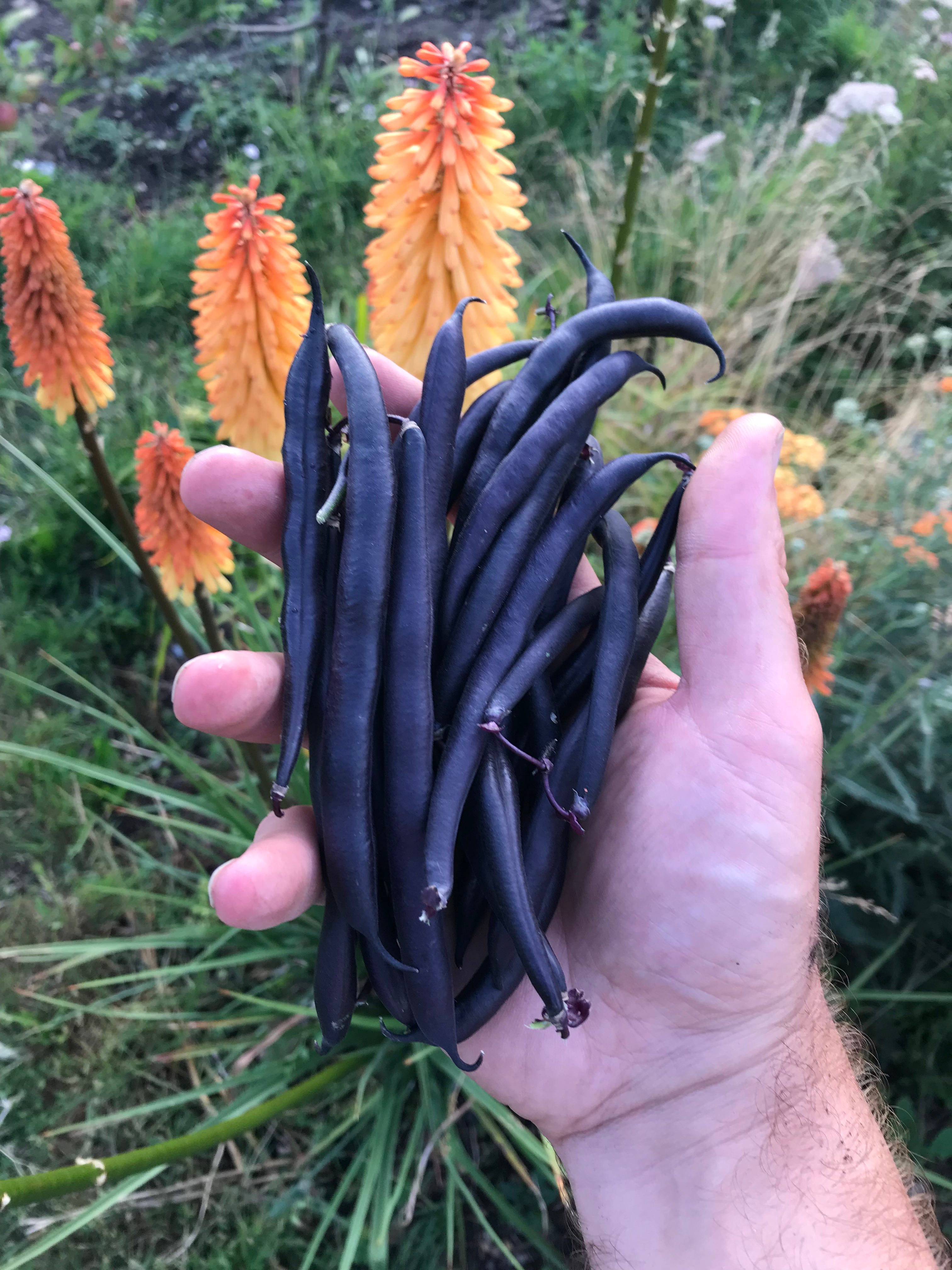 Grow delicious French and Borlotti beans for nutrition