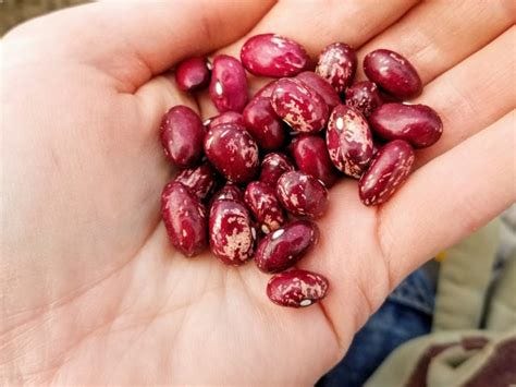 Bush Snap Bean 'Whipple' Seeds (Certified Organic) | Garden Hoard ... Bush Snap Bean 'Whipple' Seeds (Certified Organic) | Garden Hoard ...