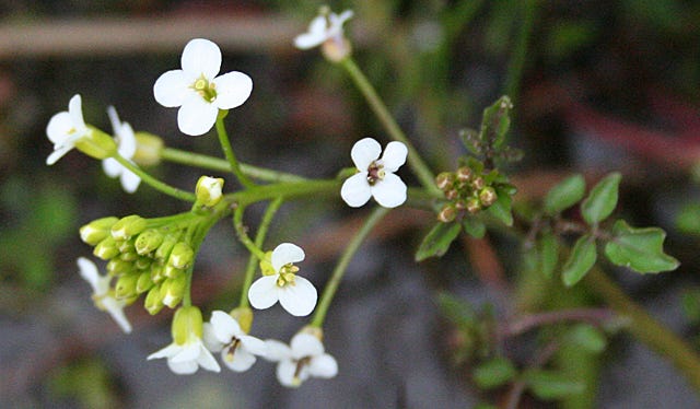 File:Bittercress - geograph.org.uk - 2984257.jpg