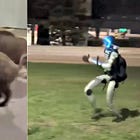 Humanoid Robot Chases Pack of Wild Boars in Viral Video Out of Poland