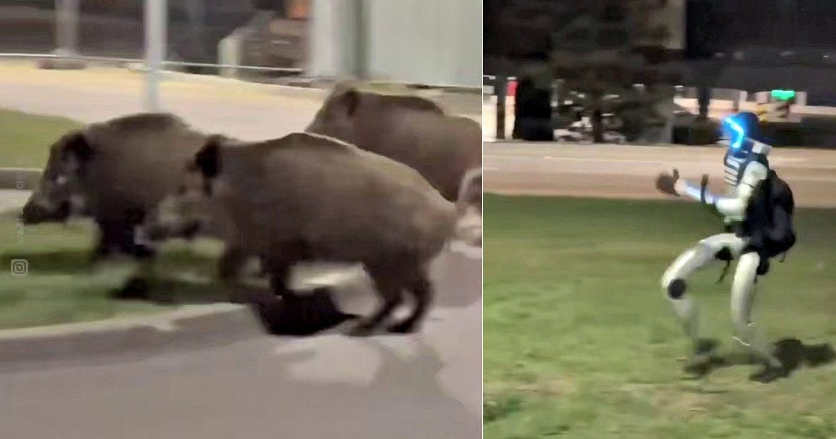 A group of wild boars runs past a humanoid robot performing a dance on a city street at night.