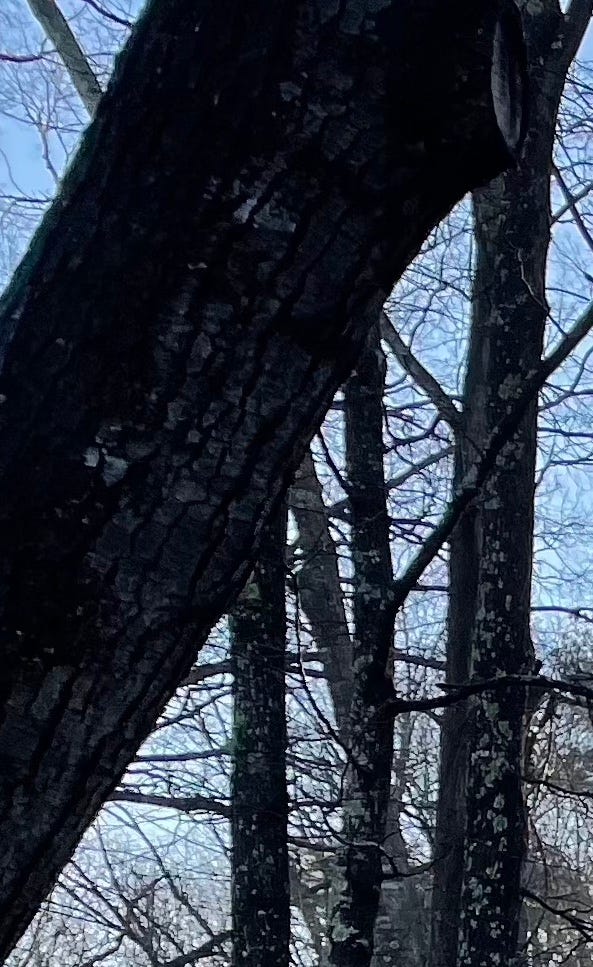 Large tree against a blue sky obscures the whole field of the image. A smaller unnoticed tree seems to be holding it up.