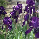 Garden Keeping Journal - May Edition