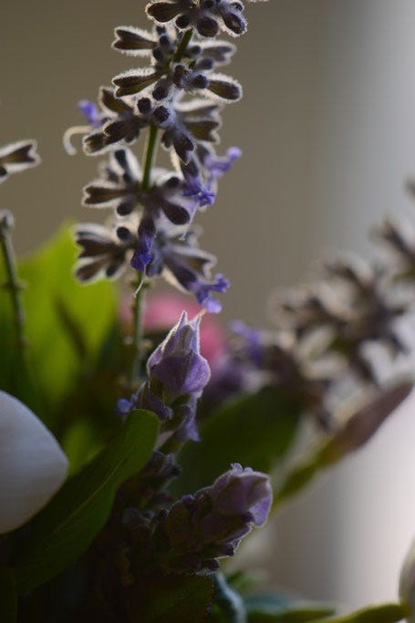 small sunny garden, desert garden, in a vase on monday, monday vase, garden blog, jasmine, sambac, arabian, amy myers, photography