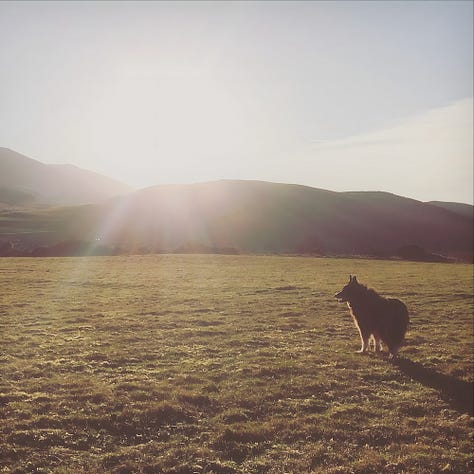 Three photographs from Northumberland, January 2017: a long-haired collie standing in open grassland at Ad Gefrin, the Cheviot Hills rising against a sun-flared sky; a frost-covered lane lined with bare winter oaks, early morning light breaking through the trees in rays; and two border collies running on the wide sands of Bamburgh Beach with the castle on the dunes behind them.