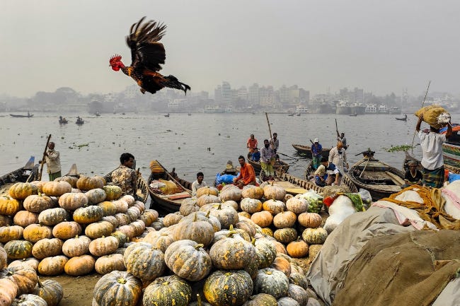 Au-dessus d'un marché de plein-air, avec à l'horizon une ville embrumée, un poulet noir vole, pas très gracieux, ailes déployées