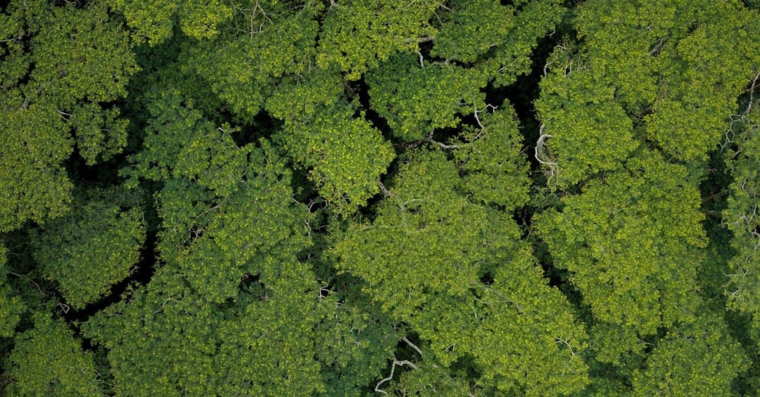 aerial view of trees during daytime
