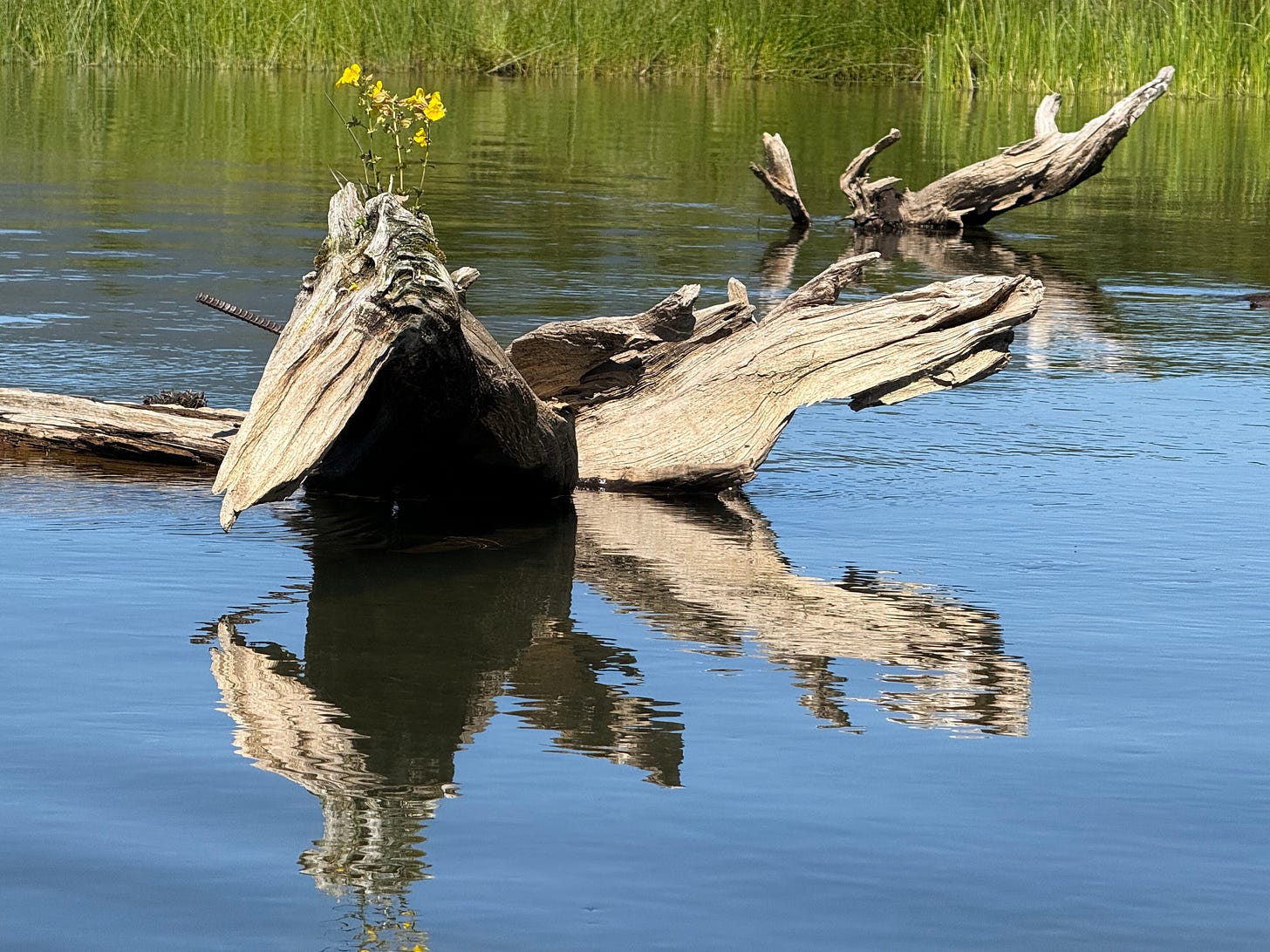 A piece of wood in a slow creek shaped very much like a large bird ready to take flight with a cluster of small yellow flowers growing from its head