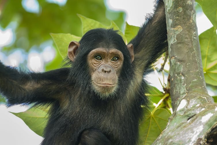 A chimpanzee sitting in a tree. A chimpanzee sitting in a tree.