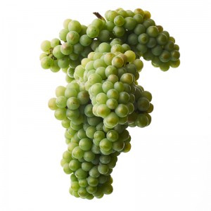 Sercial grape bunch: In Madeira Wine, due to its natural mouthwatering, tangy, crisp and racy acidity, balanced by its slight sweetness, Sercial is always used to produce dry wines, which are light bodied and exceptionally fresh, and present intense and vibrant aromas.