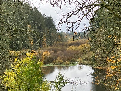 Images of Cedar Mills trail, waterfall, trees, and bridges