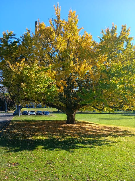Three photos. 1. Ginkgo bright green and yellow, full of leaves, blue sky. 2. gingko more yellow, the light is dim the sky mostly grey with wisps of blue. 3. ginkgo almost denuded, with yellow pooled at its foot.