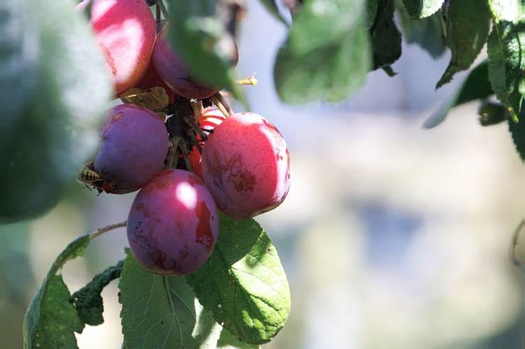 A close-up of plums on a tree

AI-generated content may be incorrect.