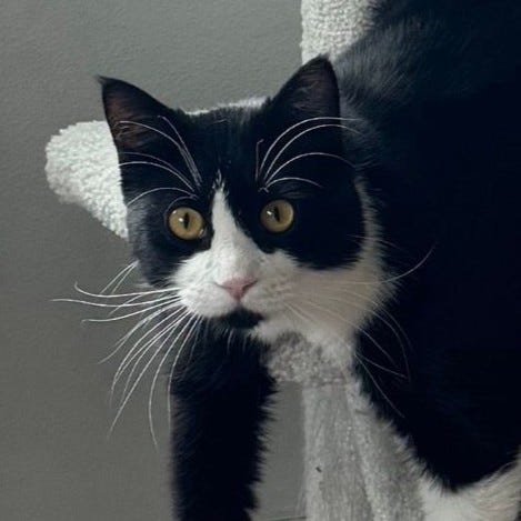A gallery of four close-cropped photos of Benny's face from images within the post.