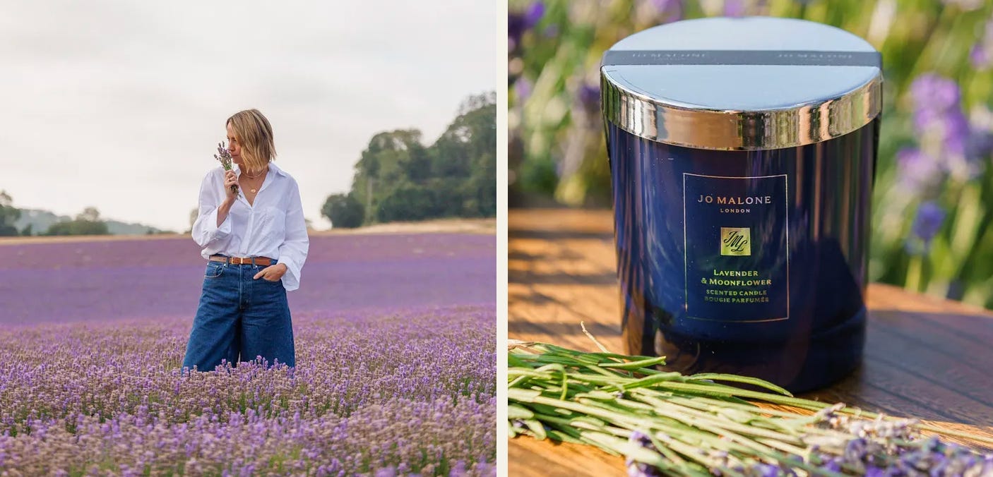 Everything you need to know about lavender
