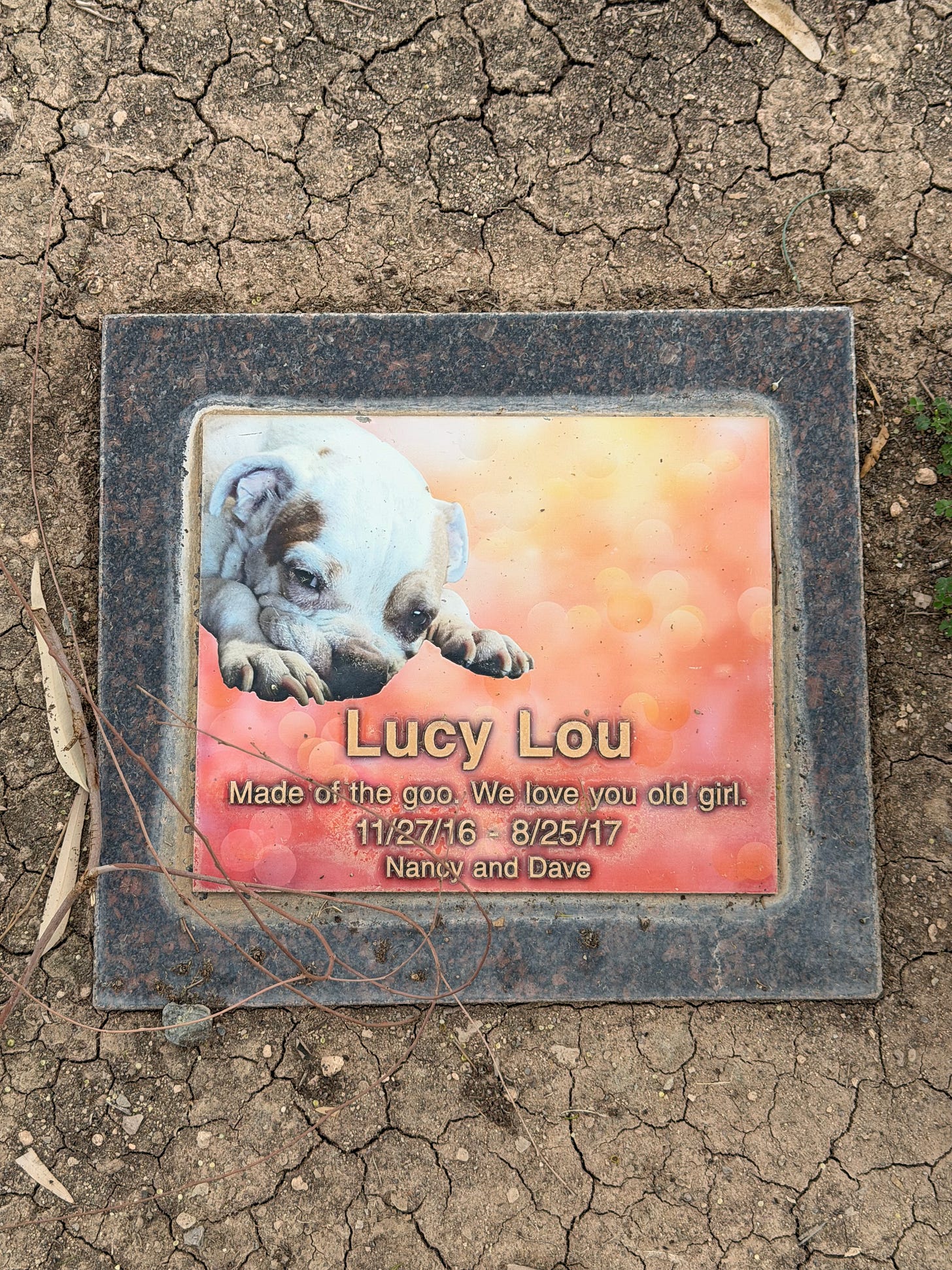 Pet grave marker for Lucy Lou, a white bulldog puppy, with a portrait on an orange sunset background and the inscription 'Made of the goo. We love you old girl. 11/27/16 – 8/25/17. Nancy and Dave.' at Sunland Memorial Park pet cemetery Pet grave marker for Lucy Lou, a white bulldog puppy, with a portrait on an orange sunset background and the inscription 'Made of the goo. We love you old girl. 11/27/16 – 8/25/17. Nancy and Dave.' at Sunland Memorial Park pet cemetery