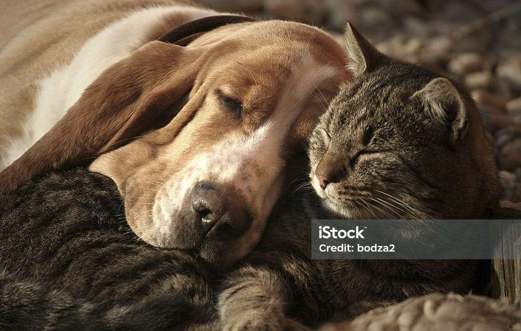 Designed To Live, Love, Sleep Together