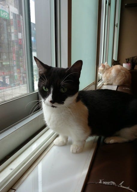 Munchkin Cat Munchkin Cat