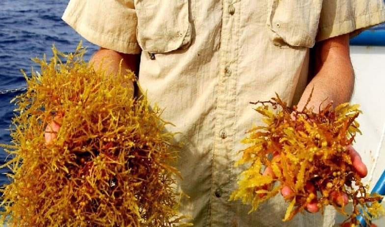 Nearly 400 state farmers utilizing sargassum turned fertilizer