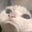 mifa's avatar