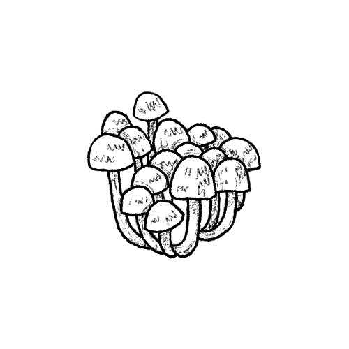 The Wild and the Quiet