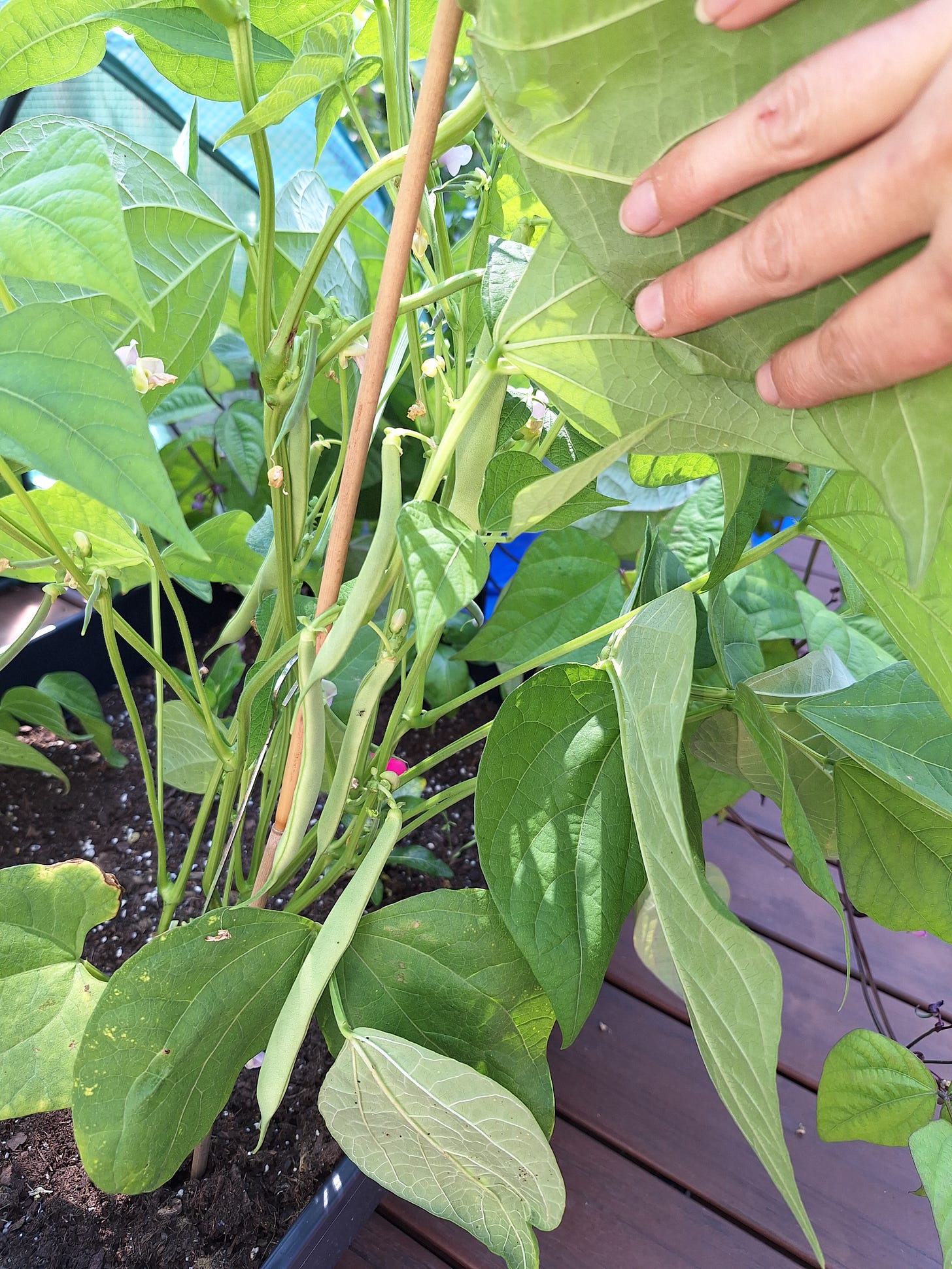 kidney bean plant with bean pods