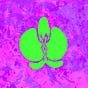 David Kane's avatar
