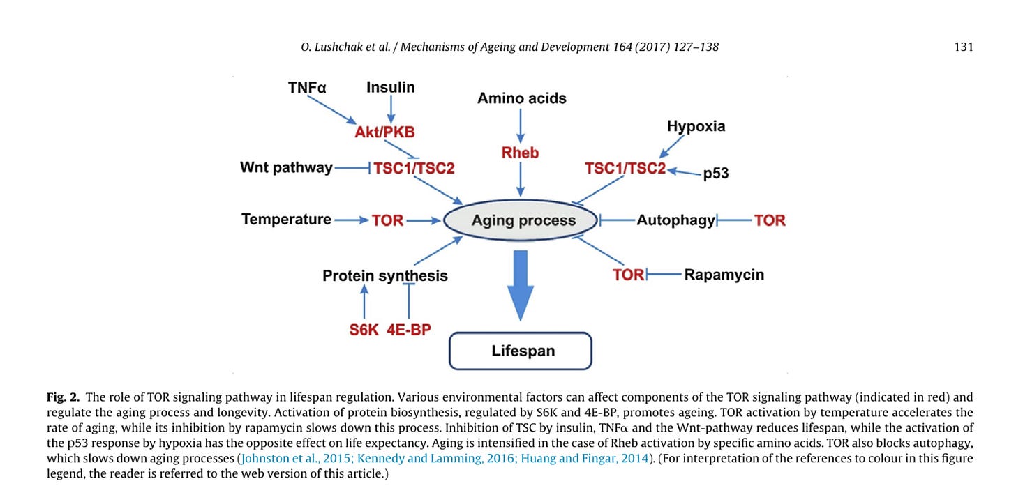 TOR Aging circuits [2]