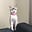 lil izo's avatar