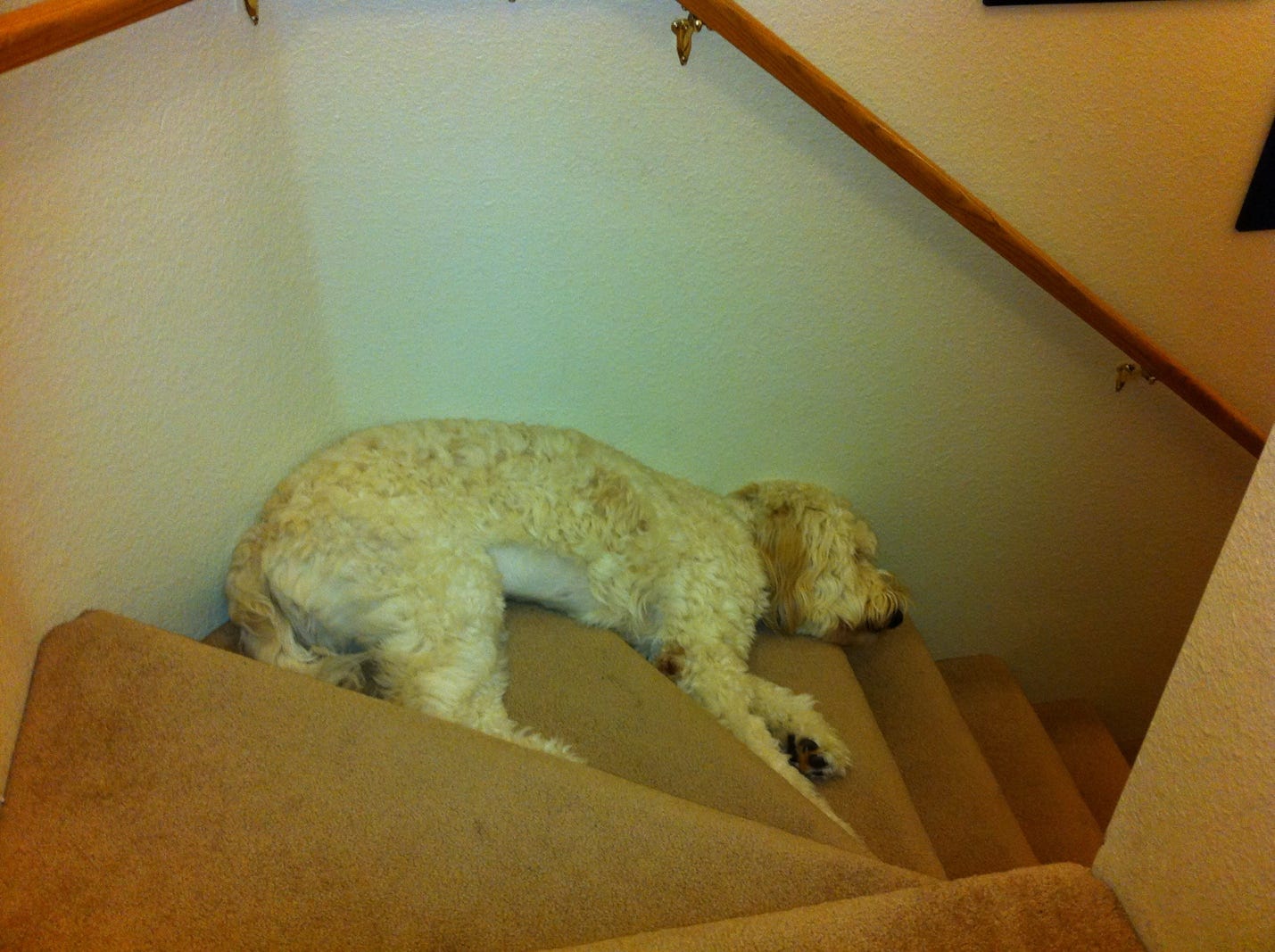 A dog sleeping on a staircase
AI-generated content may be incorrect. A dog sleeping on a staircase
AI-generated content may be incorrect.